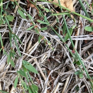 Polygonum aviculare at Pialligo, ACT - 26 Nov 2024 01:28 PM