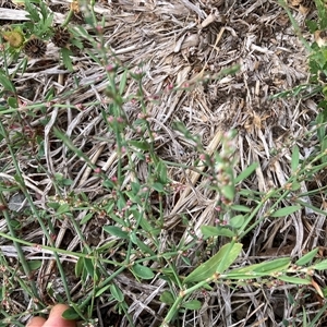 Polygonum aviculare at Pialligo, ACT - 26 Nov 2024 01:28 PM