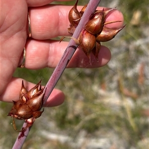 Watsonia meriana var. bulbillifera (Bulbil Watsonia) at Lake Conjola, NSW by lbradley