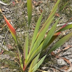 Watsonia meriana var. bulbillifera at Lake Conjola, NSW - 26 Nov 2024 12:36 PM