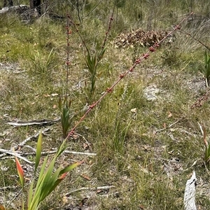 Watsonia meriana var. bulbillifera at Lake Conjola, NSW - 26 Nov 2024 12:36 PM