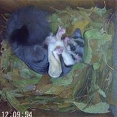 Petaurus norfolcensis (Squirrel Glider) at Table Top, NSW - 26 Nov 2024 by AlburyCityEnviros