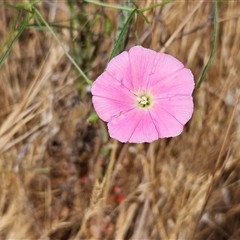 Convolvulus angustissimus subsp. angustissimus (Australian Bindweed) at Hawker, ACT - 24 Nov 2024 by sangio7