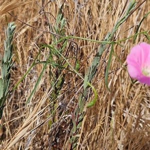 Convolvulus angustissimus subsp. angustissimus at Hawker, ACT - 25 Nov 2024