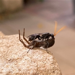 Fabriogenia sp. (genus) (Spider wasp) at Macarthur, ACT - 26 Nov 2024 by RAllen