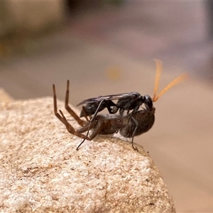 Fabriogenia sp. (genus) (Spider wasp) at Macarthur, ACT by RAllen