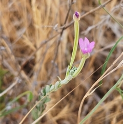 Epilobium billardiereanum subsp. cinereum (Hairy Willow Herb) at Hawker, ACT - 24 Nov 2024 by sangio7