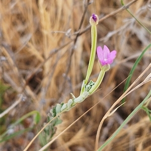 Epilobium billardiereanum subsp. cinereum at Hawker, ACT - 25 Nov 2024