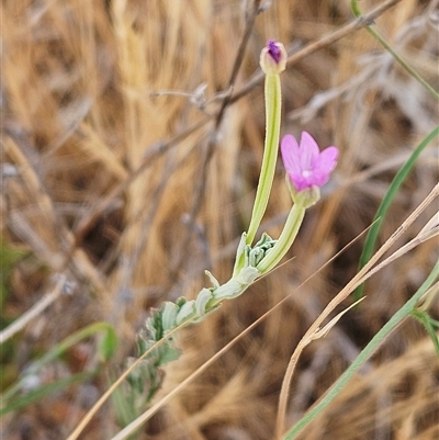 Epilobium billardiereanum subsp. cinereum (Hairy Willow Herb) at Hawker, ACT - 25 Nov 2024 by sangio7