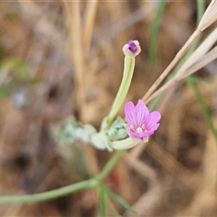 Epilobium billardiereanum subsp. cinereum at Hawker, ACT - 25 Nov 2024