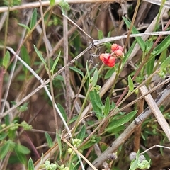 Einadia nutans subsp. nutans (Climbing Saltbush) at Hawker, ACT - 24 Nov 2024 by sangio7