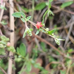 Einadia nutans subsp. nutans at Hawker, ACT - 25 Nov 2024