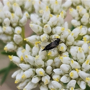 Mordella sp. (genus) (Pintail or tumbling flower beetle) at Hawker, ACT by sangio7