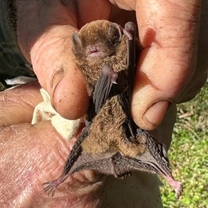 Miniopterus australis at Tullymorgan, NSW - 3 Nov 2024