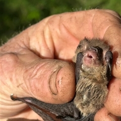 Miniopterus australis at Tullymorgan, NSW - 3 Nov 2024