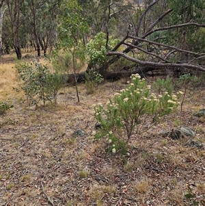 Cassinia aculeata subsp. aculeata at Weetangera, ACT - 26 Nov 2024