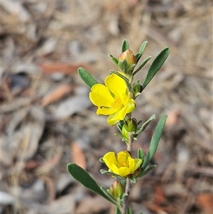 Hibbertia obtusifolia at Weetangera, ACT - 26 Nov 2024