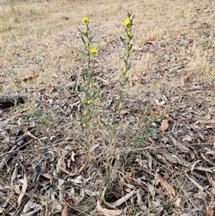 Hibbertia obtusifolia at Weetangera, ACT - 26 Nov 2024