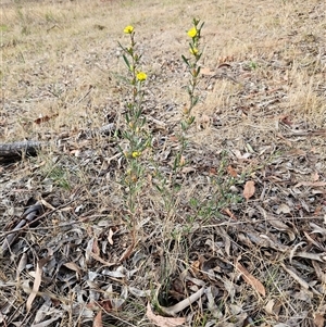 Hibbertia obtusifolia at Weetangera, ACT - 26 Nov 2024