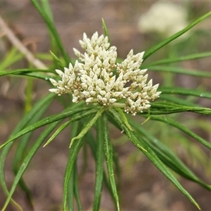 Cassinia longifolia at Hawker, ACT - 26 Nov 2024