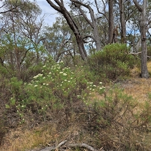 Cassinia longifolia at Hawker, ACT - 26 Nov 2024