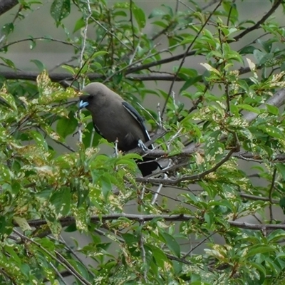 Artamus cyanopterus (Dusky Woodswallow) at Symonston, ACT - 26 Nov 2024 by CallumBraeRuralProperty