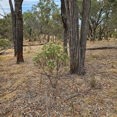 Cassinia longifolia (Shiny Cassinia, Cauliflower Bush) at Hawker, ACT - 26 Nov 2024 by sangio7