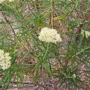 Cassinia longifolia at Hawker, ACT - 26 Nov 2024