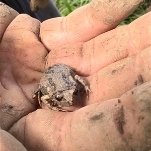 Unidentified Frog at Tullymorgan, NSW by Tullymorgan1