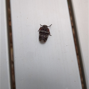 Platybrachys decemmacula at Pretty Beach, NSW - 26 Nov 2024 04:58 PM