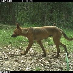 Canis lupus (Dingo / Wild Dog) at Tullymorgan, NSW - 18 Nov 2024 by Tullymorgan1