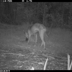 Canis lupus at Tullymorgan, NSW - 18 Nov 2024