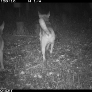 Canis lupus at Tullymorgan, NSW - 18 Nov 2024