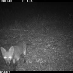 Vulpes vulpes (Red Fox) at Tullymorgan, NSW - 23 Nov 2024 by Tullymorgan1