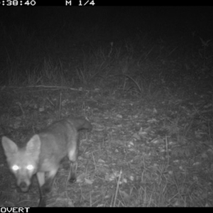 Vulpes vulpes at Tullymorgan, NSW - 24 Nov 2024