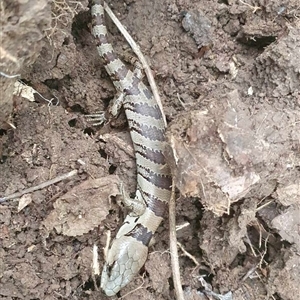 Unidentified Skink at Tullymorgan, NSW by Tullymorgan1