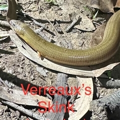 Anomalopus verreauxii (Verreauxii's Skink) at Tullymorgan, NSW - 5 Nov 2024 by Tullymorgan1