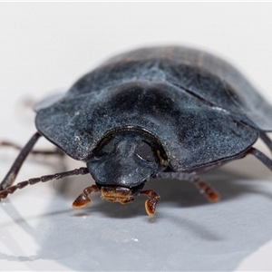 Pterohelaeus piceus at Jerrabomberra, NSW - suppressed