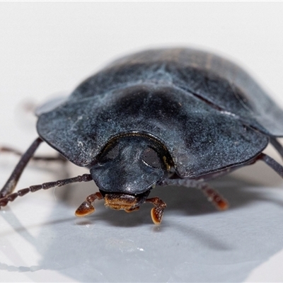 Pterohelaeus piceus (Pie-dish beetle) at Jerrabomberra, NSW - 25 Nov 2024 by MarkT