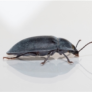 Pterohelaeus piceus at Jerrabomberra, NSW - 25 Nov 2024