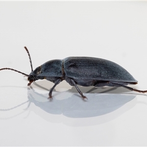 Pterohelaeus piceus at Jerrabomberra, NSW - suppressed