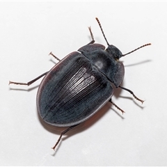 Pterohelaeus piceus at Jerrabomberra, NSW - suppressed