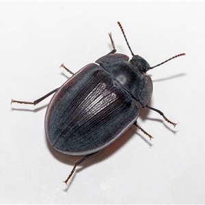 Pterohelaeus piceus at Jerrabomberra, NSW - 25 Nov 2024