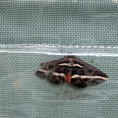 Donuca rubropicta (White Banded Noctuid Moth) at Tullymorgan, NSW - 22 Oct 2024 by Tullymorgan1