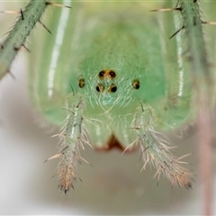 Unidentified Other web-building spider at Jerrabomberra, NSW - 25 Nov 2024 by MarkT