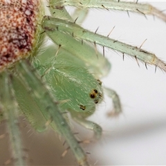 Araneus circulissparsus (species group) at Jerrabomberra, NSW - 25 Nov 2024