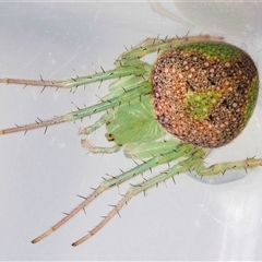 Araneus circulissparsus (species group) at Jerrabomberra, NSW - 25 Nov 2024