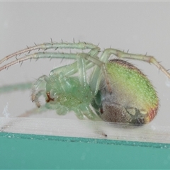 Araneus circulissparsus (species group) at Jerrabomberra, NSW - suppressed