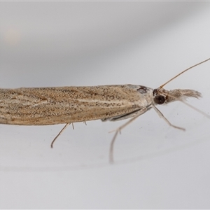 Culladia cuneiferellus at Jerrabomberra, NSW - suppressed