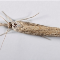 Culladia cuneiferellus at Jerrabomberra, NSW - 8 Nov 2024